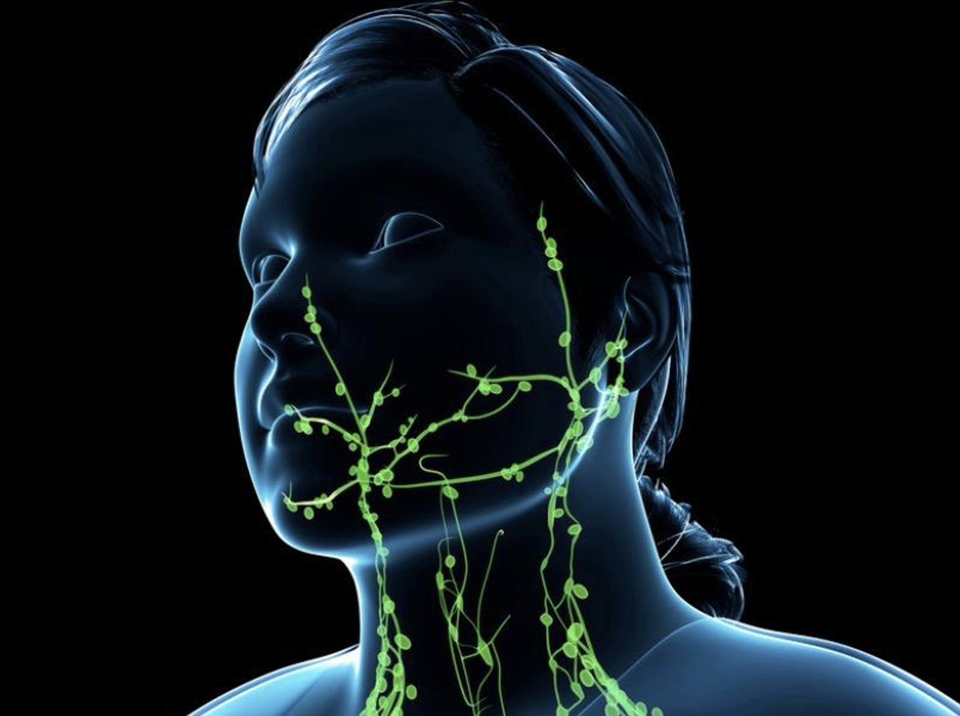 the immune system